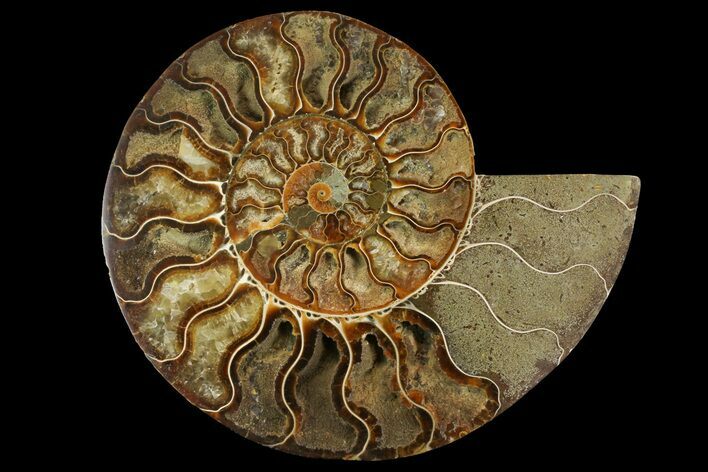 Cut & Polished Ammonite Fossil (Half) - Crystal Chambers #158027